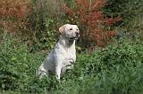 LABRADOR 115